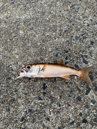 ムツの釣果