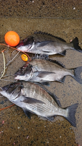 クロダイの釣果