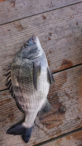 チヌの釣果