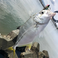 メッキの釣果