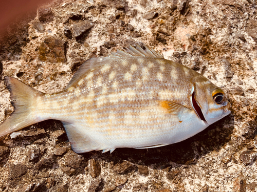 イスズミの釣果