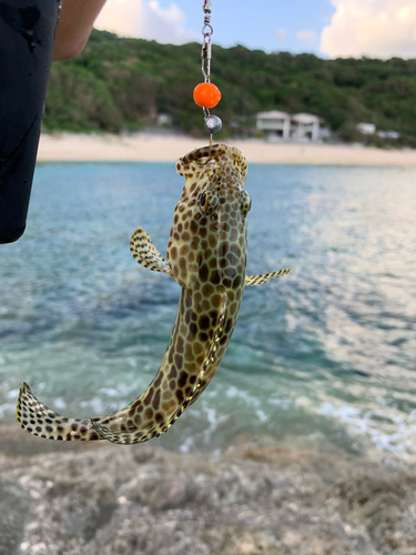 カンモンハタの釣果