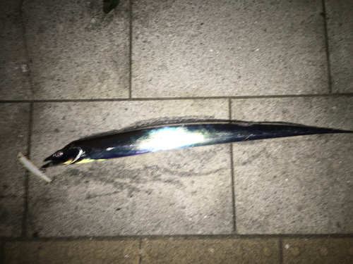 タチウオの釣果