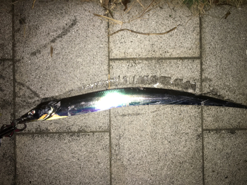 タチウオの釣果