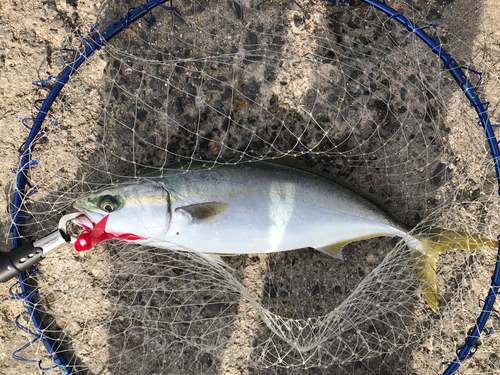 ツバスの釣果