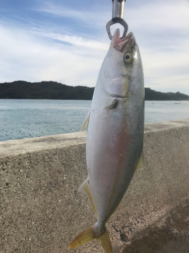 ツバスの釣果