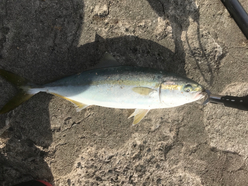 ツバスの釣果