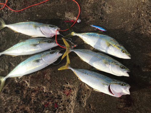 ツバスの釣果