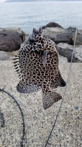 イシガキダイの釣果