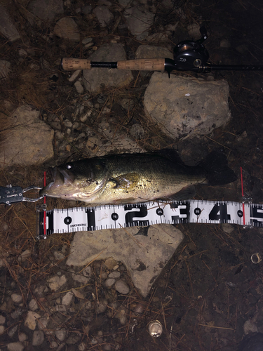 ブラックバスの釣果