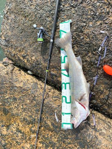 シーバスの釣果