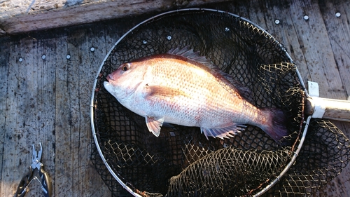 マダイの釣果