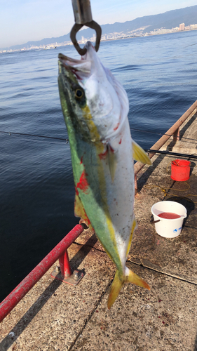 ハマチの釣果