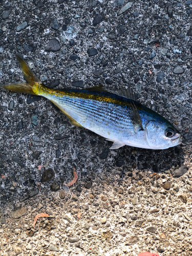 タカベの釣果