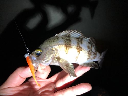 シロメバルの釣果