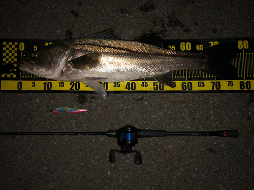 シーバスの釣果