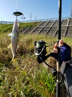 メッキの釣果