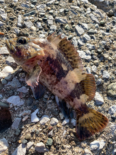 カサゴの釣果