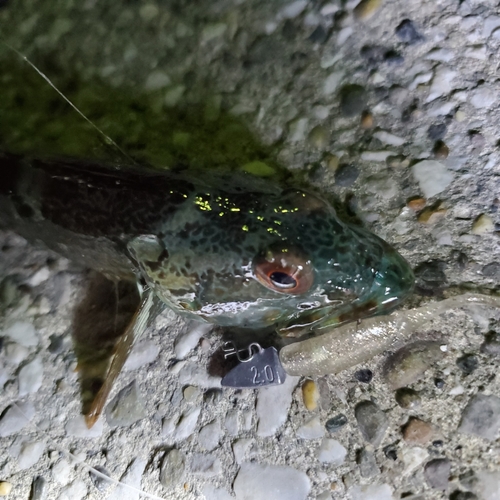 アナハゼの釣果