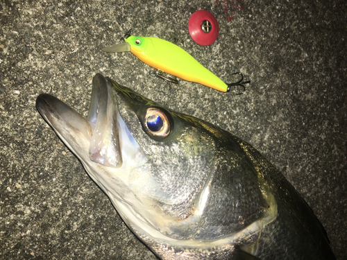 スズキの釣果