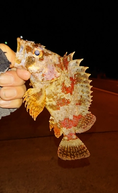 ヨロイメバルの釣果