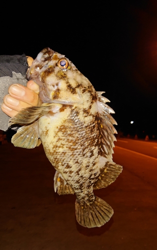 オウゴンムラソイの釣果