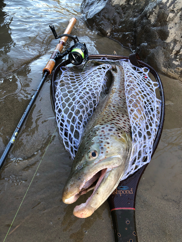 ブラウントラウトの釣果