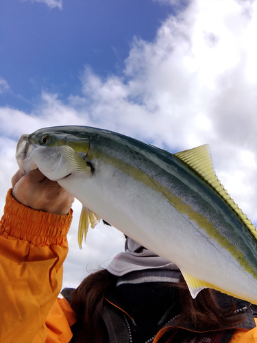 イナダの釣果