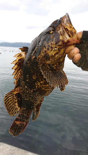 ベッコウゾイの釣果