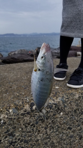 シマアジの釣果