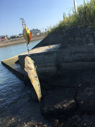 ハゼの釣果