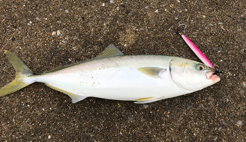 ヤズの釣果