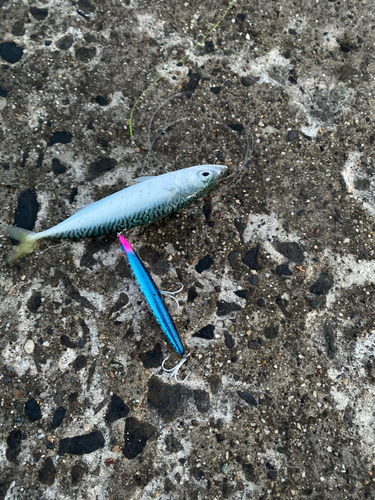 サバの釣果