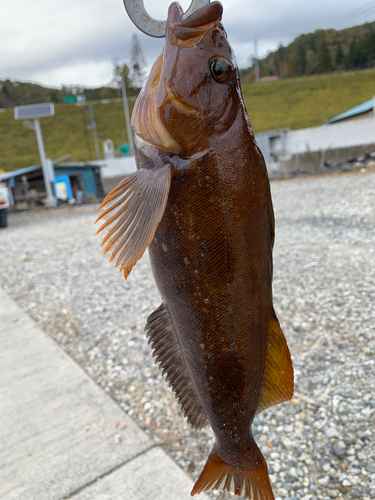 アイナメの釣果