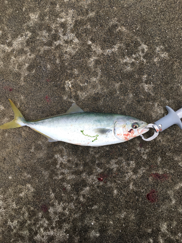 イナダの釣果