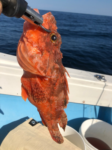 オニオコゼの釣果