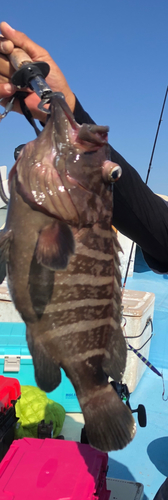 マハタの釣果