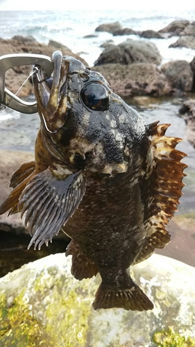 ムラソイの釣果