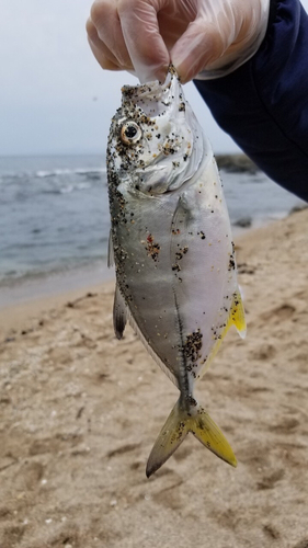 シマアジの釣果