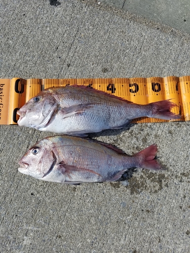 マダイの釣果