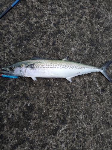 カワハギの釣果