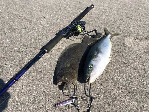 イナダの釣果