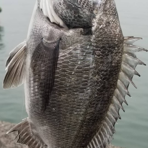 チヌの釣果