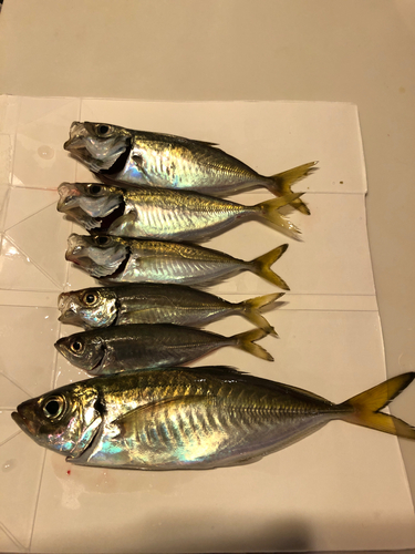 アジの釣果