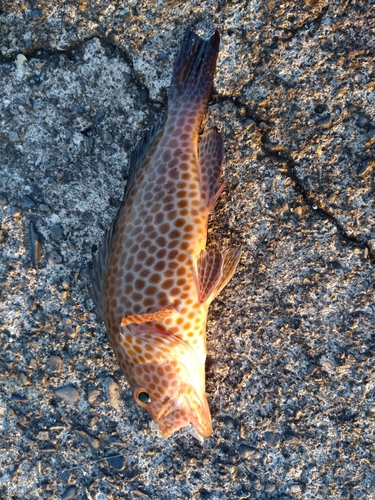 オオモンハタの釣果