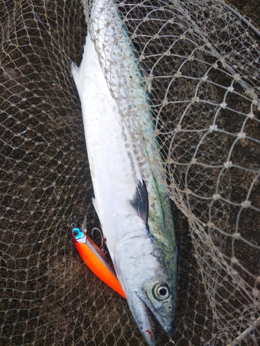 サゴシの釣果