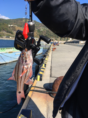 オオスジイシモチの釣果