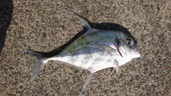 イトヒキアジの釣果