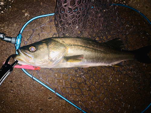 スズキの釣果