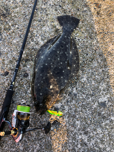 ソゲの釣果